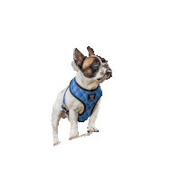 Bulldog Bully Sticker by Fibi & Karl