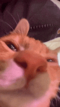 Ahadhasan71 cat instagram cute cat bangladesh GIF