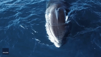 'Friendly' Endangered Fin Whale Swims Alongside Boat Off California Coast