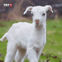 Eyes Read GIF by TRT