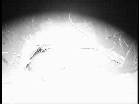 puppy nightvision GIF