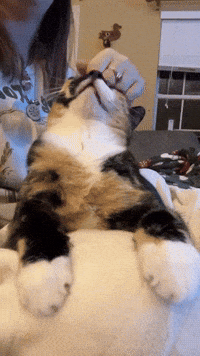 Puddles The Cat GIF