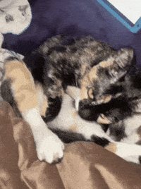 tongue lick sitting sit chillin GIF