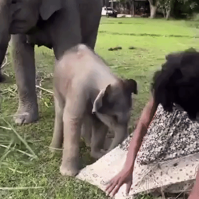 Playful Baby Elephant Almost Flattens Model