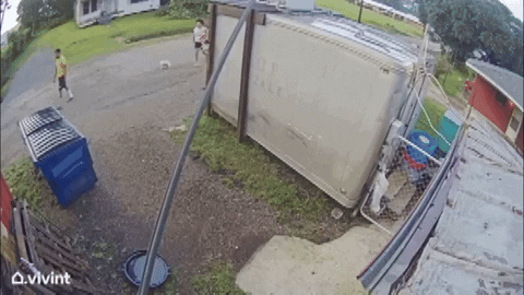 cuteanimalland giphyupload GIF