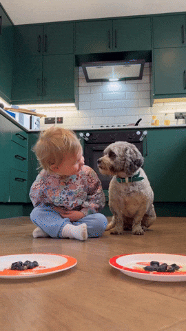 cuteanimalland giphyupload GIF