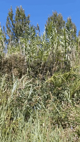 Simongip giphyupload GIF