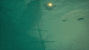 Season Six Shipwreck GIF by Sea of Thieves