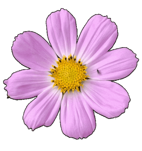 Flower Rotating Sticker