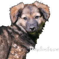 Dog Adopt Sticker by TracysPawsRescue