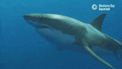 white shark GIF by Monterey Bay Aquarium