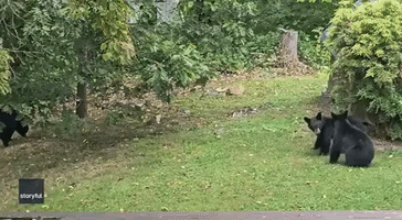 Bear Cubs Spotted Playing in North Carolina Backyard