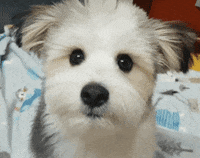 Dogs Eating GIF