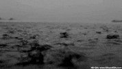 rain GIF