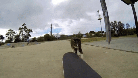 cat skateboarding GIF