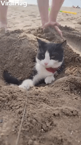 Barry The Cat Gets Buried At The Beach GIF by ViralHog