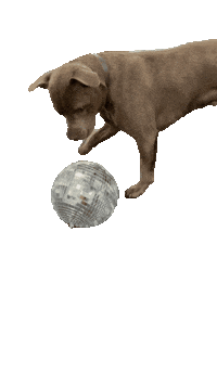 Disco Sticker by f45mnq