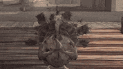 season 1 cats GIF by Animals