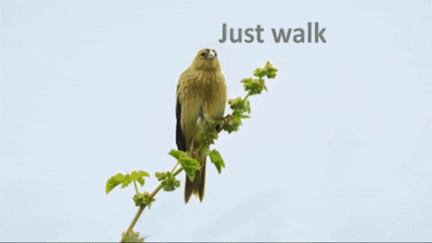 funranium giphygifmaker sophie ronald walk up GIF