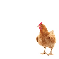 Ljubljana Kura Sticker