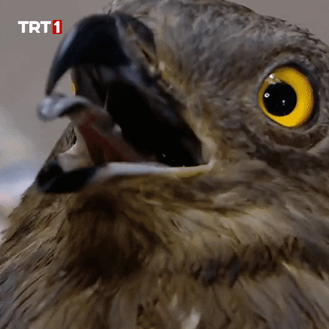 Eyes What GIF by TRT