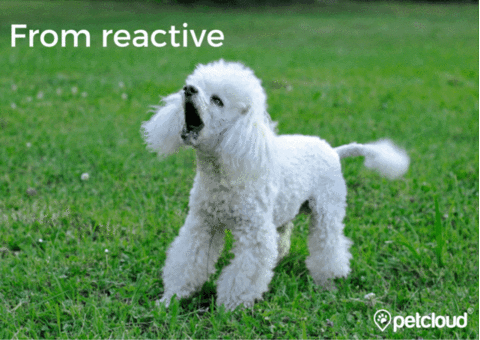 PetCloud giphyupload GIF