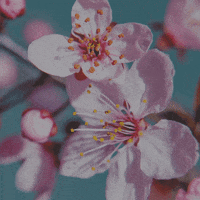 FibrasNetworks internet mendoza contacto fibra optica GIF