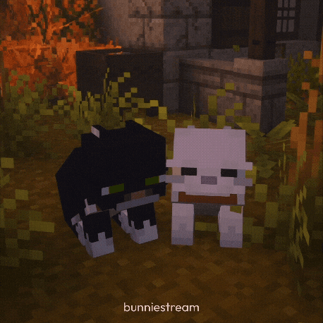 Me You Cats GIF