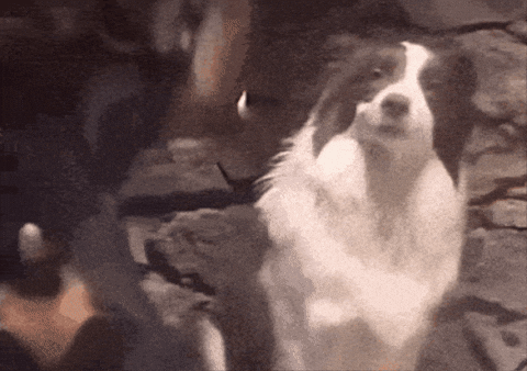 Dog Barking GIF