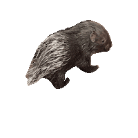 Sticker by Almere Jungle