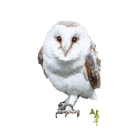 Uil Dierentuin Sticker by Almere Jungle