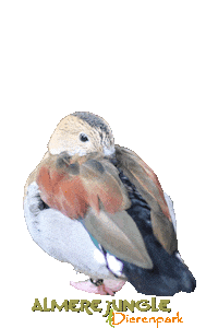 Sleepy Sticker by Almere Jungle