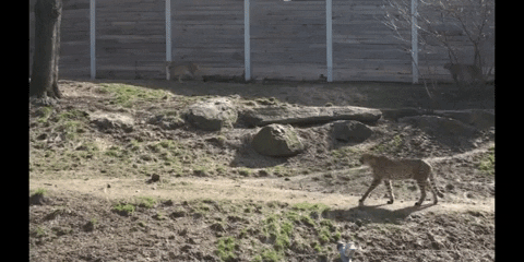 Leaving Hello Kitty GIF by DIIMSA Stock