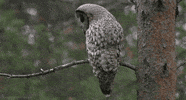 great grey owl GIF by Head Like an Orange