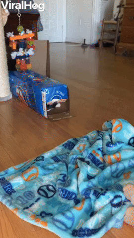 Playful Kitten Pounces Out of Pepsi Box