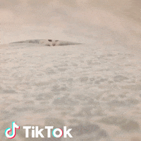 Bianco Eccomi GIF by TikTok Italia