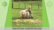 lamb GIF