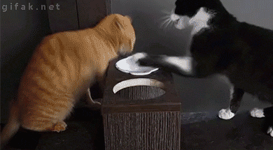 Video gif. Orange tabby swipes at a black and white cat trying to eat food from the same bowl and resumes eating. The black and white cat is stunned for a moment before retaliating and pushing the tabby off of the ledge.