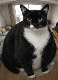 Big Cat Monty GIF