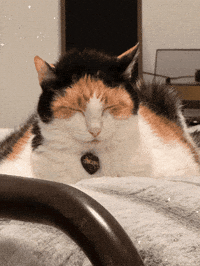 Tired Calico Cat GIF