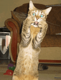effect GIF