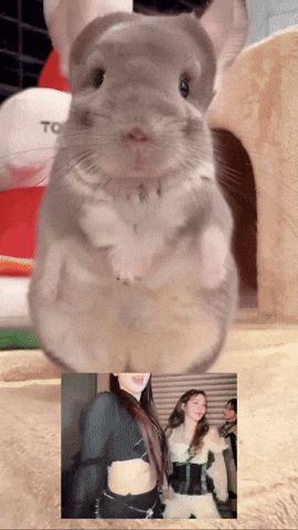 Chinchilla Sue GIF