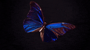 GIF by KQEDScience