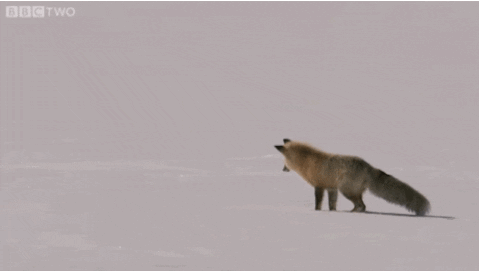 hungry jumping fox GIF