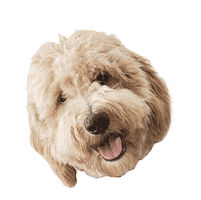 sully goldendoodle Sticker by ripleyandrue
