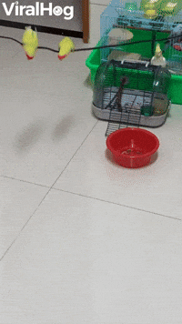 Birds Create Swing With Electrical Cord