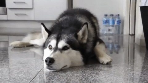 husky GIF