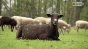 season 8 DRPOL GIF by Nat Geo Wild 