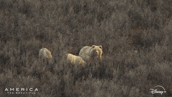 Bear America GIF by Nat Geo Wild