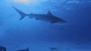 Tiger Shark GIF by Nat Geo Wild